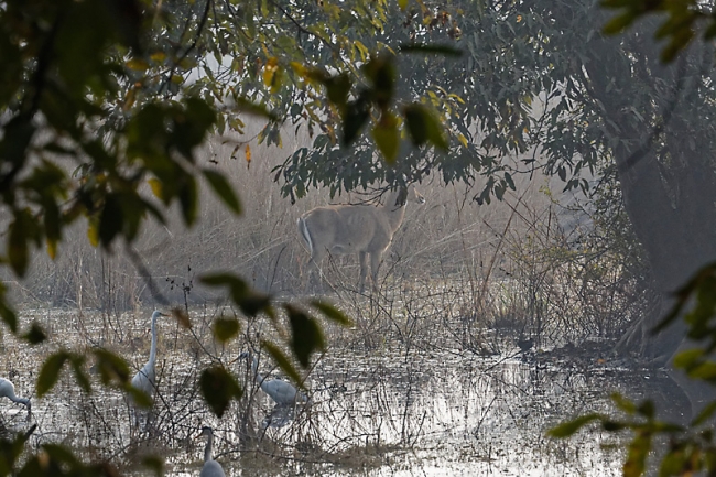 Keoladeo national park-058